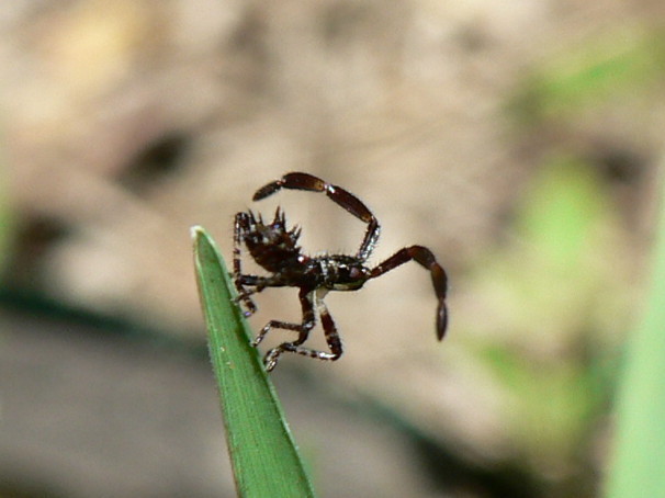 Coreidae e Stenocephalidae a confronto